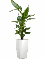 Strelitzia Nicolai In Lechuza Cubico D 26 H 131 cm - PlantenShop24 - 19-05-2025