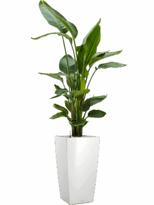 Strelitzia Nicolai In Lechuza Cubico D 26 H 131 cm - PlantenShop24 - 19-05-2025