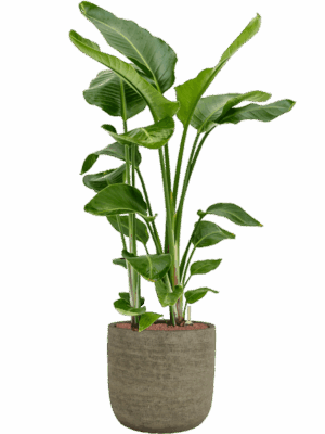 Strelitzia Nicolai In Magna D 28 H 145 cm - PlantenShop24 - 30-04-2025