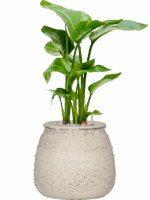Strelitzia Nicolai In Mediterranean D 17 H 70 cm - PlantenShop24 - 06-05-2025