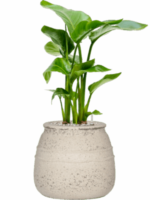 Strelitzia Nicolai In Mediterranean D 17 H 70 cm - PlantenShop24 - 06-05-2025