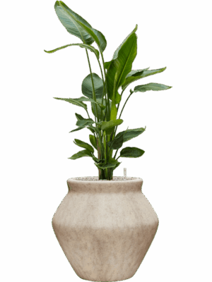 Strelitzia Nicolai In Mineral D 26 H 125 cm - PlantenShop24 - 01-05-2025
