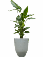 Strelitzia Nicolai In One And Only D 26 H 119 cm - PlantenShop24 - 19-05-2025