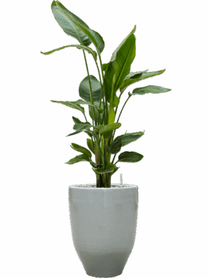 Strelitzia Nicolai In One And Only D 26 H 119 cm - PlantenShop24 - 19-05-2025