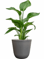 Strelitzia Nicolai In Palermo D 17 H 65 cm - PlantenShop24 - 06-05-2025
