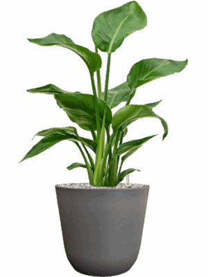 Strelitzia Nicolai In Palermo D 17 H 65 cm - PlantenShop24 - 06-05-2025