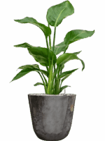 Strelitzia Nicolai In Palermo D 17 H 65 cm - PlantenShop24 - 06-05-2025