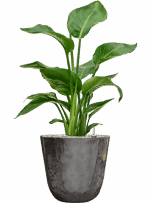 Strelitzia Nicolai In Palermo D 17 H 65 cm - PlantenShop24 - 06-05-2025
