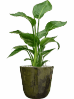 Strelitzia Nicolai In Palermo D 17 H 65 cm - PlantenShop24 - 06-05-2025