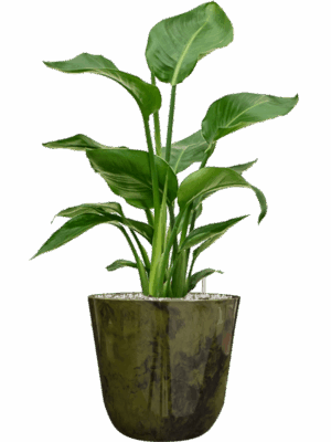 Strelitzia Nicolai In Palermo D 17 H 65 cm - PlantenShop24 - 06-05-2025