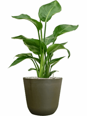 Strelitzia Nicolai In Palermo D 17 H 65 cm - PlantenShop24 - 06-05-2025