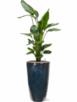 Strelitzia Nicolai In Plain D 26 H 173 cm - PlantenShop24 - 19-05-2025