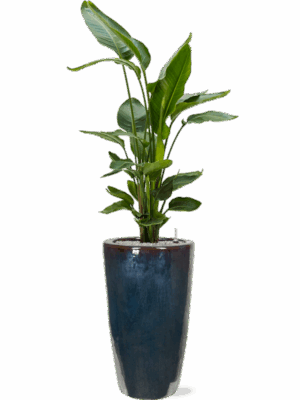 Strelitzia Nicolai In Plain D 26 H 173 cm - PlantenShop24 - 19-05-2025