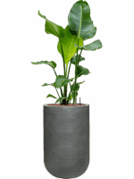 Strelitzia Nicolai In Ridged Horizontally D 22 H 132 cm - PlantenShop24 - 30-05-2025
