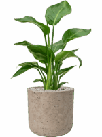 Strelitzia Nicolai In Rough D 17 H 66 cm - PlantenShop24 - 06-05-2025