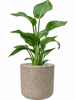 Strelitzia Nicolai In Rough D 17 H 66 cm - PlantenShop24 - 06-05-2025