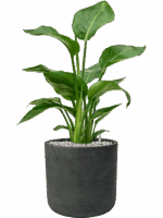 Strelitzia Nicolai In Rough D 17 H 66 cm - PlantenShop24 - 06-05-2025