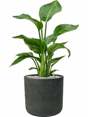 Strelitzia Nicolai In Rough D 17 H 66 cm - PlantenShop24 - 06-05-2025