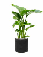 Strelitzia Nicolai In Rough D 17 H 83 cm - PlantenShop24 - 06-05-2025