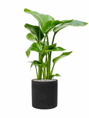 Strelitzia Nicolai In Rough D 17 H 83 cm - PlantenShop24 - 06-05-2025