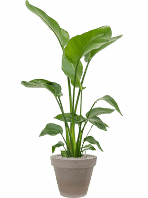 Strelitzia Nicolai In Terra Cotta D 21 H 136 cm - PlantenShop24 - 21-05-2025