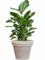 Strelitzia Nicolai In Terra Cotta D 26 H 117 cm - PlantenShop24 - 19-05-2025