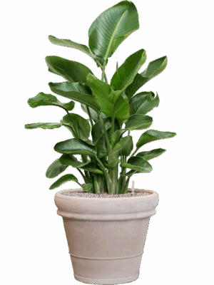 Strelitzia Nicolai In Terra Cotta D 26 H 117 cm - PlantenShop24 - 19-05-2025