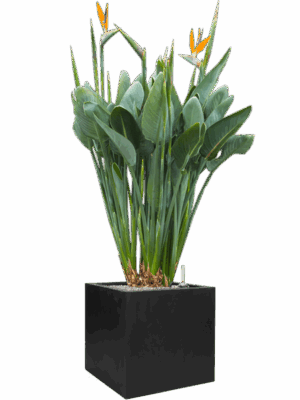 Strelitzia Reginae In Fiberstone D 40 H 168 cm - PlantenShop24 - 07-05-2025