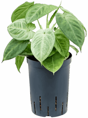 Syngonium Macrophyllum Frosted Heart D 15 H 35 cm - PlantenShop24 - 21-05-2025