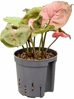 Syngonium Strawberry Ice D 13 H 25 cm - PlantenShop24 - 21-05-2025