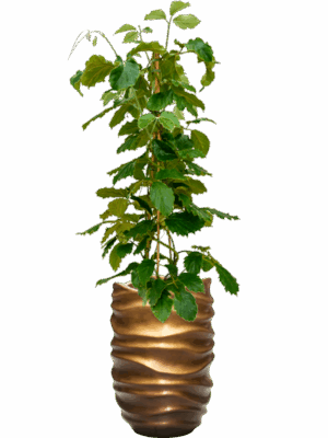 Tetrastigma Voinierianum In Baq Gradient Lee D 22 H 162 cm - PlantenShop24 - 30-04-2025
