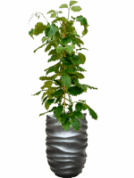 Tetrastigma Voinierianum In Baq Gradient Lee D 22 H 163 cm - PlantenShop24 - 30-04-2025