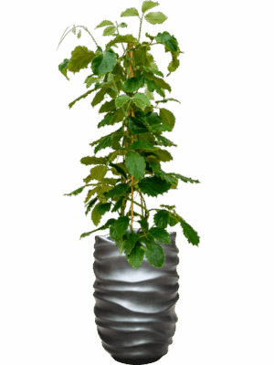 Tetrastigma Voinierianum In Baq Gradient Lee D 22 H 163 cm - PlantenShop24 - 30-04-2025