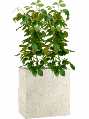 Tetrastigma Voinierianum In Grigio D 44 H 153 cm - PlantenShop24 - 30-04-2025