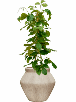 Tetrastigma Voinierianum In Mineral D 22 H 133 cm - PlantenShop24 - 01-05-2025