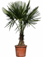 Trachycarpus Fortunei D 32 H 145 cm - PlantenShop24 - 02-05-2025