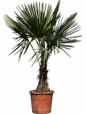 Trachycarpus Fortunei D 32 H 145 cm - PlantenShop24 - 02-05-2025