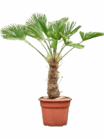 Trachycarpus Wagnerianus D 35 H 135 cm - PlantenShop24 - 20-05-2025
