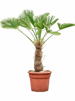 Trachycarpus Wagnerianus D 35 H 135 cm - PlantenShop24 - 20-05-2025