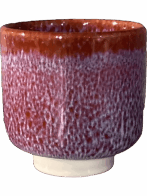 Tupelo D 14 H 14 cm - PlantenShop24 - 27-05-2025
