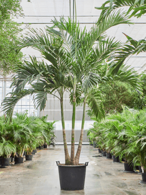 Veitchia Adonidia Merrillii D 70 H 350 cm - PlantenShop24 - 02-05-2025