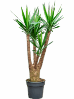 Yucca Elephantipes D 30 H 140 cm - PlantenShop24 - 06-06-2025