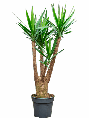 Yucca Elephantipes D 30 H 140 cm - PlantenShop24 - 06-06-2025