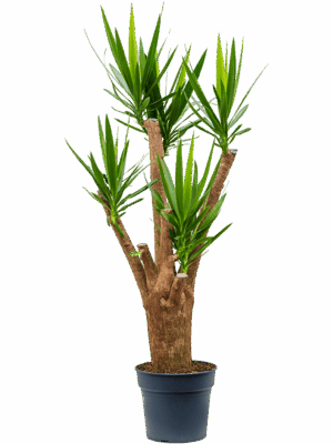 Yucca Elephantipes D 34 H 180 cm - PlantenShop24 - 08-05-2025