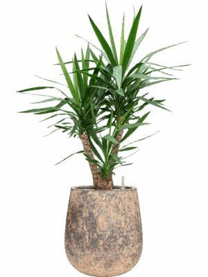 Yucca Elephantipes In Baq Atlas D 27 H 121 cm - PlantenShop24 - 19-05-2025