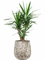 Yucca Elephantipes In Baq Atlas D 27 H 121 cm - PlantenShop24 - 19-05-2025