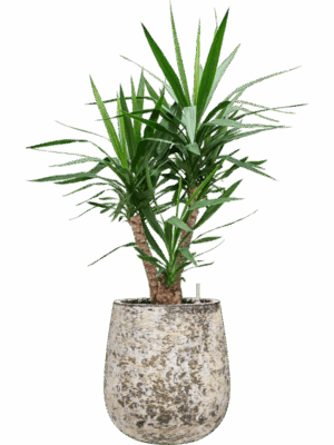 Yucca Elephantipes In Baq Atlas D 27 H 121 cm - PlantenShop24 - 19-05-2025