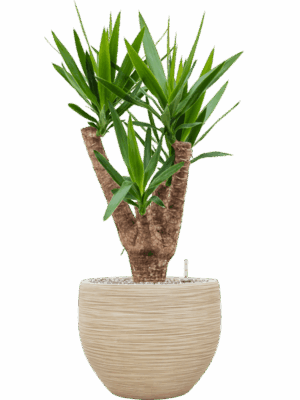 Yucca Elephantipes In Baq Dune D 24 H 94 cm - PlantenShop24 - 26-05-2025