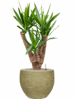 Yucca Elephantipes In Baq Dune D 24 H 94 cm - PlantenShop24 - 26-05-2025
