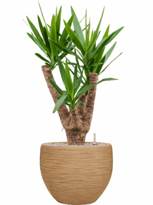 Yucca Elephantipes In Baq Dune D 24 H 94 cm - PlantenShop24 - 26-05-2025